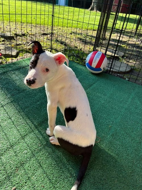 Photo of Ella Love, adoptable American Pit Bull Terrier in Germantown, Ohio