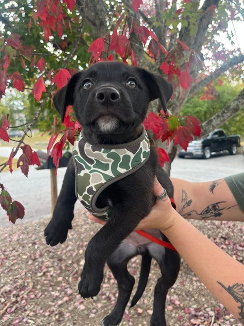 Photo of Voodoo Ranger, adoptable Terrier in Candler, North Carolina