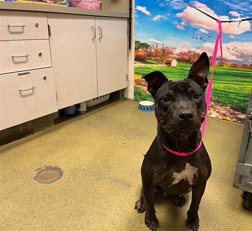 Photo of Bindy, adoptable Pit Bull Terrier in Moreno Valley, California