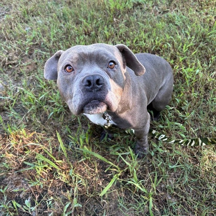 Photo of Big Blue, adoptable Mixed Breed (Large) in North Charleston, South Carolina
