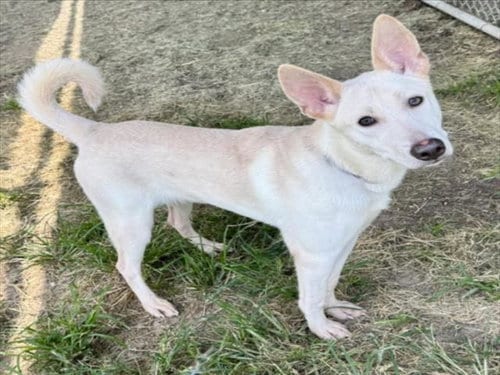 Photo of Tortilla, adoptable Siberian Husky in Houston, Texas