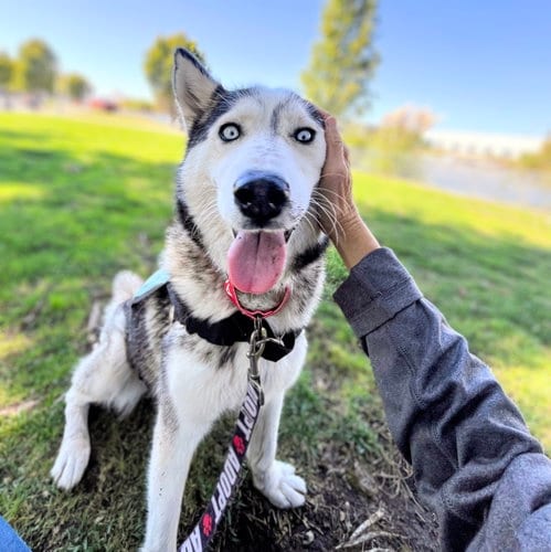 Photo of Nita, adoptable Siberian Husky in Oakland, California
