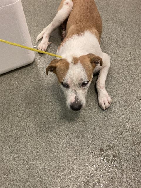 Photo of Peter, adoptable Mixed Breed