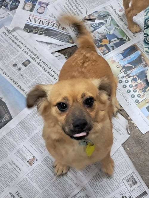 Photo of January Marie, adoptable Tibetan Spaniel in Mukwonago, Wisconsin