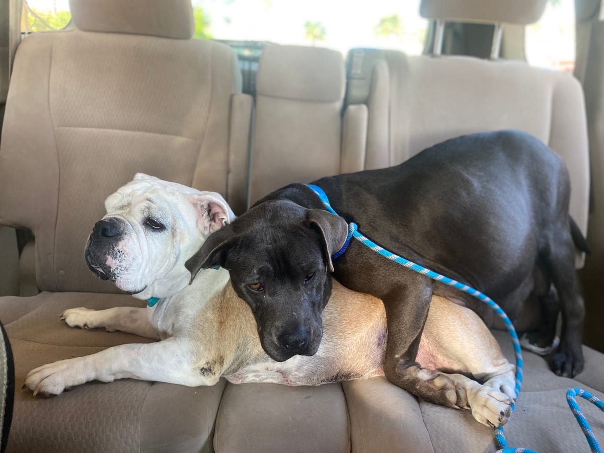 Photo of Autumn, adoptable American Staffordshire Terrier in San Diego, California