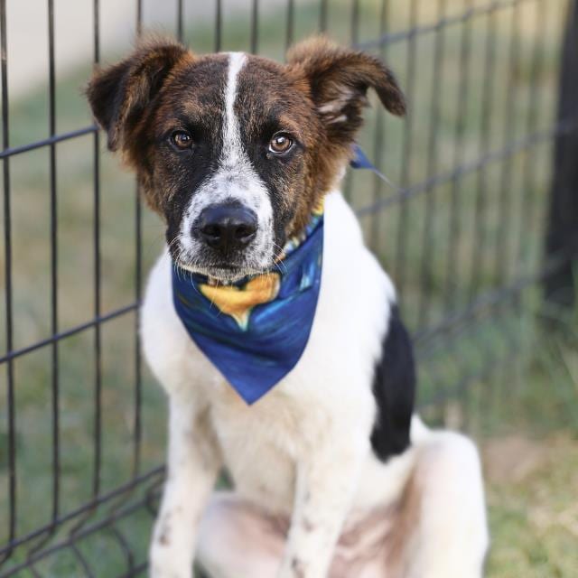 Photo of Dior, adoptable dog in San Antonio, Texas