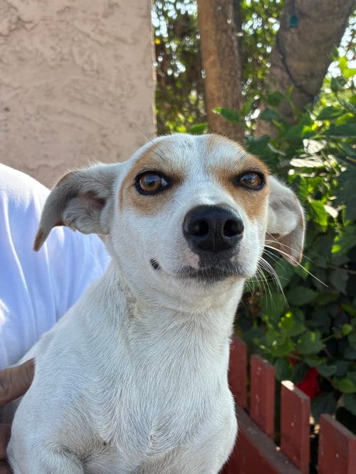 Photo of Lola, adoptable Chihuahua in Los Angeles, California