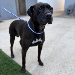 Photo of Charlie 2.0, adoptable American Pit Bull Terrier Mixed Breed (Large) in Ringgold, Georgia