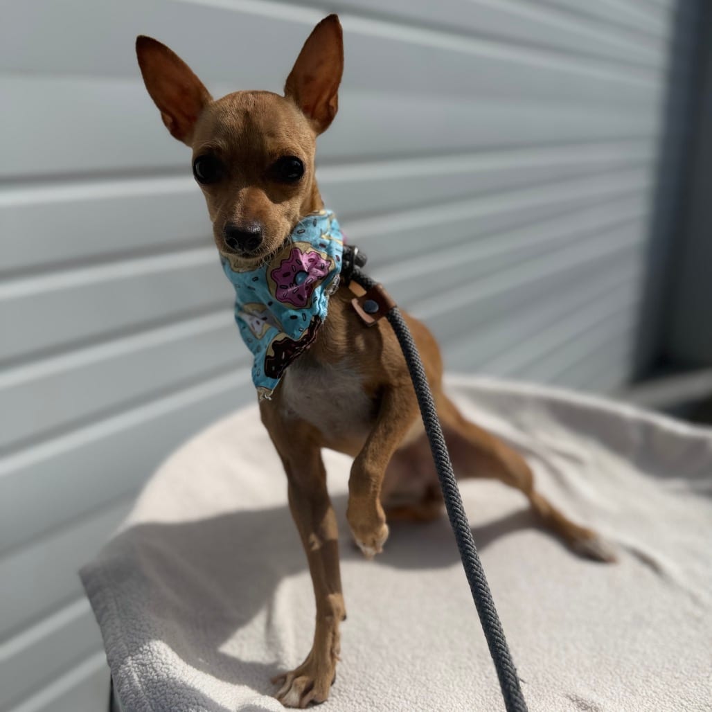 Photo of Dazzle, adoptable Chihuahua / Mixed Breed (Small) in Newberg, Oregon