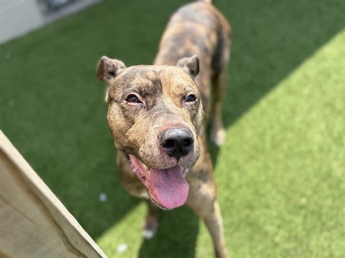 Photo of Carver, adoptable Pit Bull Terrier in St. Cloud, Florida