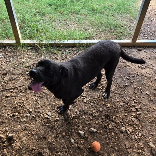 Photo of Olivia, adoptable Black Labrador Retriever in Jackson, Mississippi