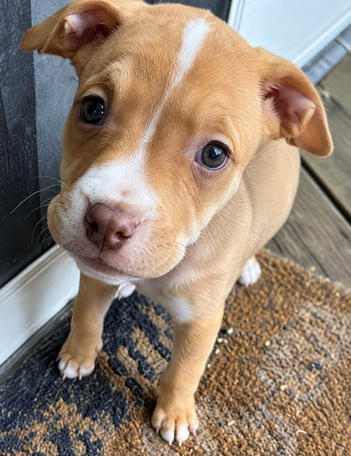 Photo of Dottie, adoptable Pit Bull Terrier in Clarkston, Michigan