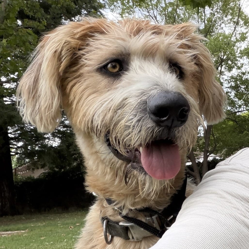 Photo of Scruffy, adoptable Shepherd, Australian / Poodle in Pleasanton, California