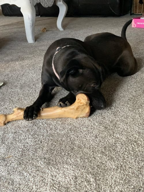 Photo of Billie Jo, adoptable Labrador Retriever in St. Peters, Missouri