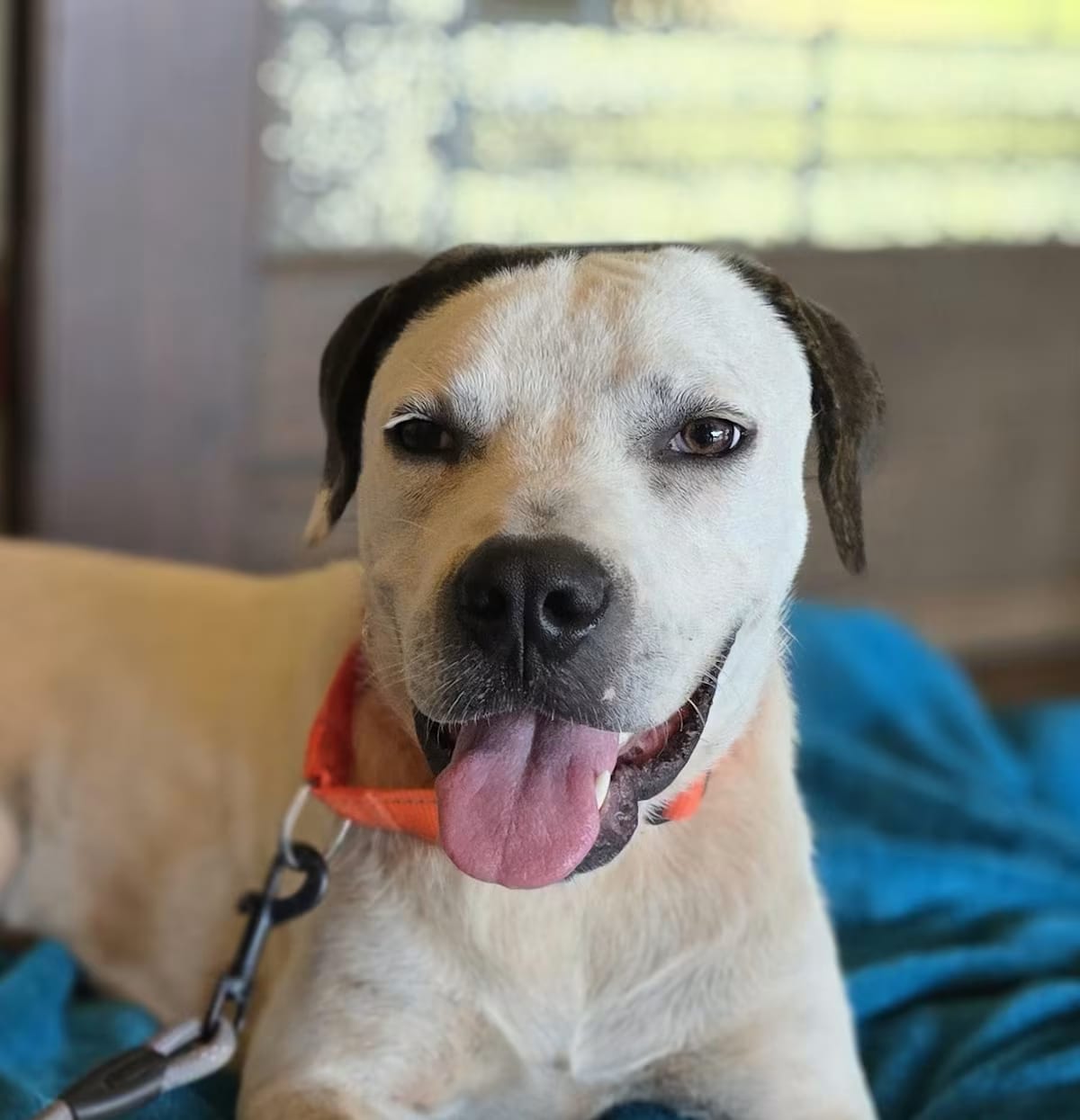 Photo of Duke, adoptable Bulldog/American Staffordshire Terrier in Richfield, Minnesota