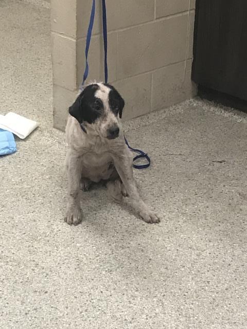 Photo of Booboo, adoptable Australian Cattle Dog/Blue Heeler in Conroe, Texas