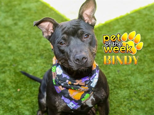 Photo of Bindy, adoptable Pit Bull Terrier in Moreno Valley, California