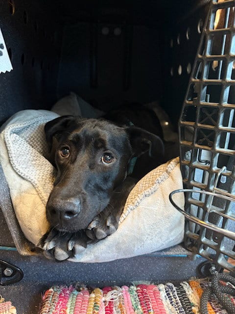 Photo of Bear, adoptable Labrador Retriever in Fort Collins, Colorado