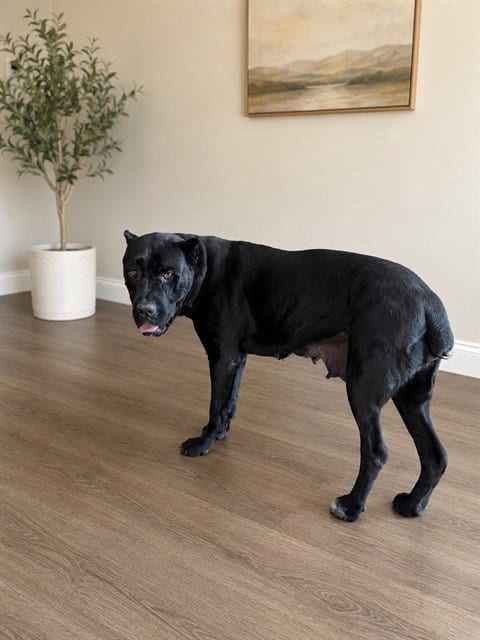 Photo of Puma, adoptable Cane Corso Mastiff in Lancaster, California