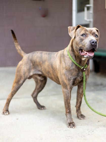 Photo of Zoomer, adoptable dog in Chamblee, Georgia