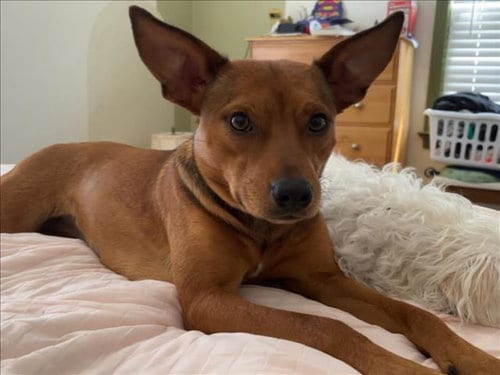 Photo of Emma, adoptable Chihuahua in Tulsa, Oklahoma