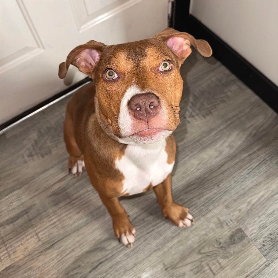 Photo of Fantastic Flo D70653, adoptable Catahoula Leopard Dog / Terrier in Minnesota, Minnesota