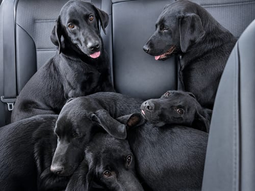 Photo of Archie, Dawson, Huxley & Bowen, adoptable Labrador Retriever in Clovis, California