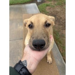 Photo of Almond, adoptable Shar Pei in Jurupa Valley, California