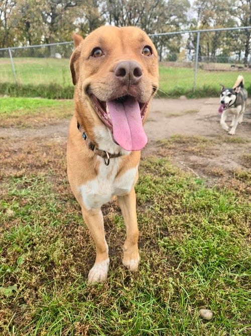 Photo of Apollo, adoptable American Bulldog in Detroit Lakes, Minnesota
