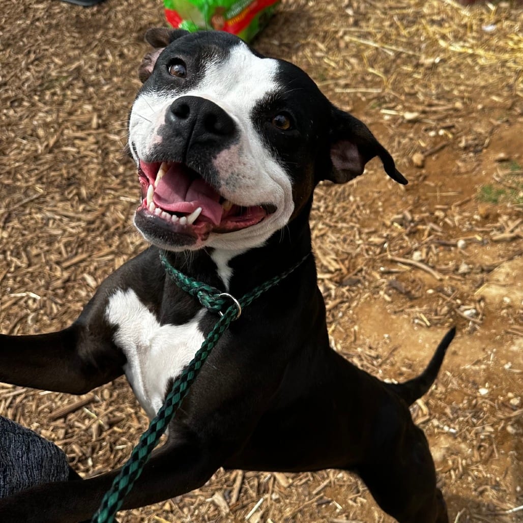Photo of Modesta, adoptable Terrier, American Pit Bull in Riverwoods, Illinois