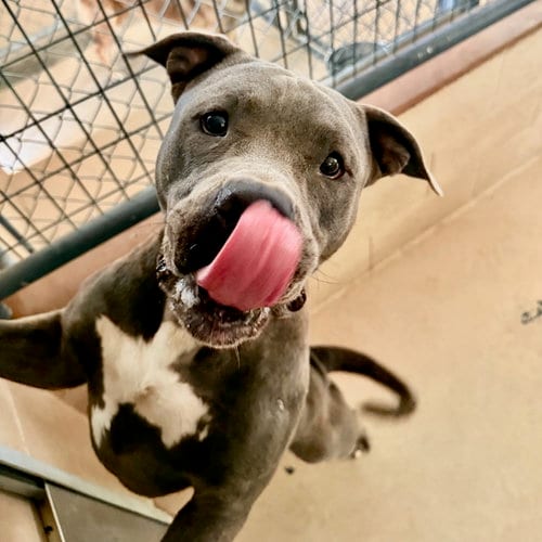 Photo of Andre, adoptable American Pit Bull Terrier in Yreka, California