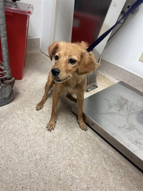 Photo of Honey, adoptable Chihuahua in Bakersfield, California