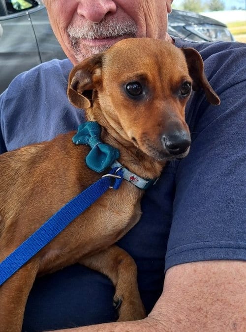 Photo of Elonna, adoptable Dachshund in Missouri City, Texas
