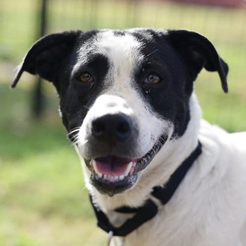 Photo of Pepper, adoptable American Staffordshire Terrier in San Antonio, Texas