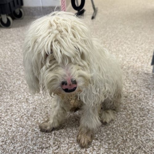Photo of Jude, adoptable Terrier in Pueblo, Colorado
