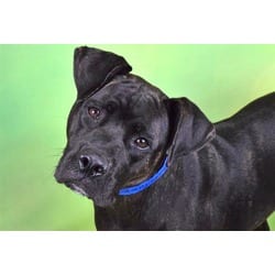 Photo of Mackenzie, adoptable Labrador Retriever in Ft Lauderdale, Florida