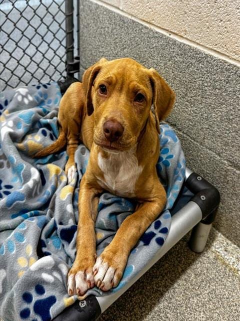 Photo of Praline, adoptable Labrador Retriever in Statesville, North Carolina