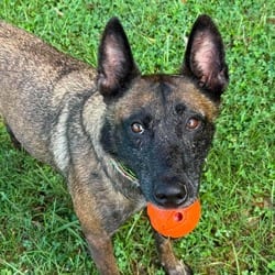Photo of Moira, adoptable Dutch Shepherd Belgian Malinois in Overland Park, Kansas