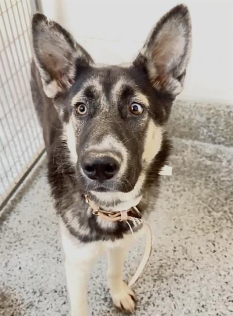 Photo of Octavia, adoptable German Shepherd Dog in Houston, Texas