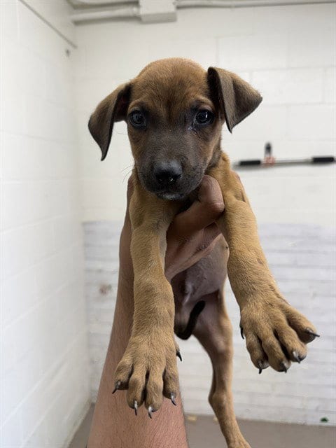 Photo of Mowgli, adoptable Pit Bull Terrier in San Bernardino, California