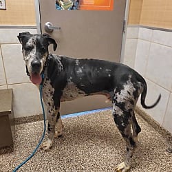 Photo of Weston, adoptable Great Dane in Salisbury, North Carolina