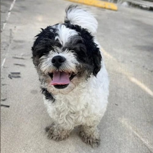 Photo of Milton, adoptable Shih Tzu in San Antonio, Texas