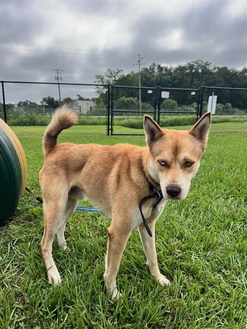 Photo of A1284420, adoptable Siberian Husky in Winter Haven, Florida