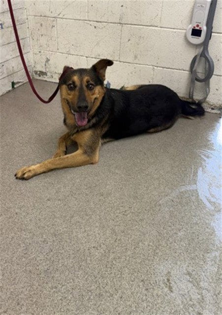 Photo of Dale, adoptable German Shepherd Dog in San Bernardino, California