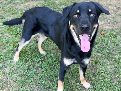 Photo of Rocco, adoptable German Shepherd Dog in Haw River, North Carolina