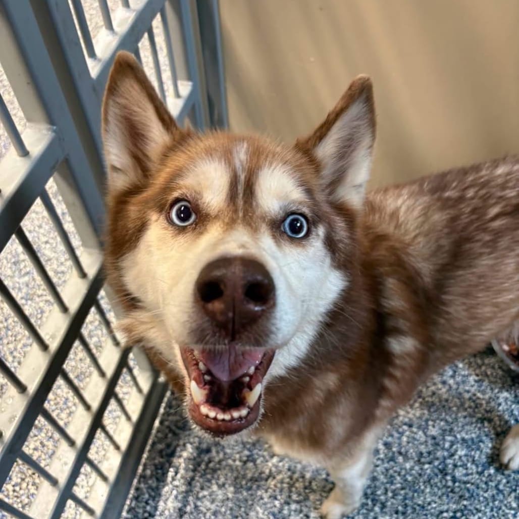 Photo of Brulee, adoptable Husky / Mix in Binghamton, New York