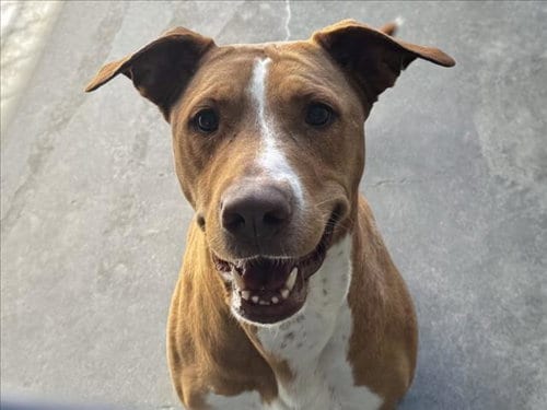 Photo of Chunky, adoptable Staffordshire Bull Terrier in Los Angeles, California
