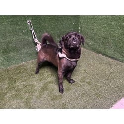 Photo of Pauly D, adoptable Pug in Lancaster, California