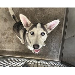 Photo of Peter, adoptable Husky in San Bernardino, California