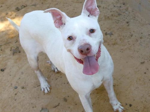 Photo of Bitz, adoptable Labrador Retriever in Tallahassee, Florida